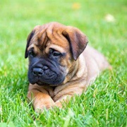 Bullmastiff Puppy
