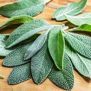 Sage (Salvia Officinalis)