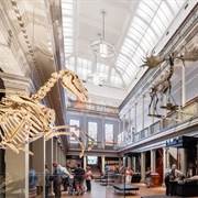 The Australian Museum