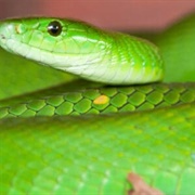 Eastern Green Mamba