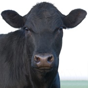 Black Cow