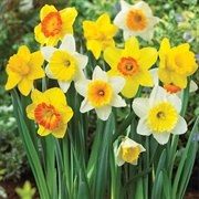 Daffodil