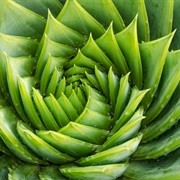 Aloe