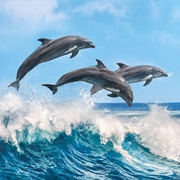 Dolphins