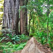 Tall Tree Grove Trail Loop, Redwood National Park