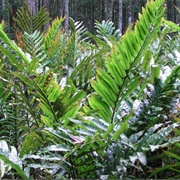 Golden Leather Fern (Acrostichum Aureum)