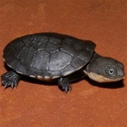 African Helmeted Turtle
