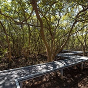 Badu Mangrove