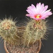 Glory of Texas Cactus