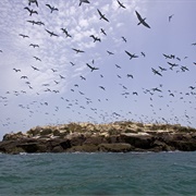 Alcatraz Island, Guinea