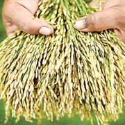 Porteresia (Porteresia Coarctata)