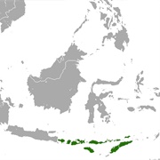 Nusatenggara Short-Nosed Fruit Bat