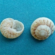 Button Snail