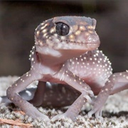 Australian Gecko