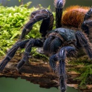 Green Bottle Blue Tarantula