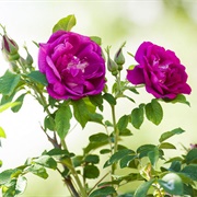 Rugosa Rose (Rosa Rugosa)