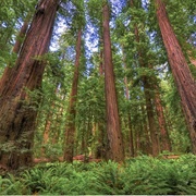 Humboldt Redwoods State Park, Humboldt County