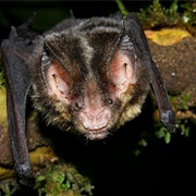 Striped Hairy-Nosed Bat