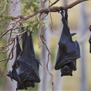 Black Flying Fox