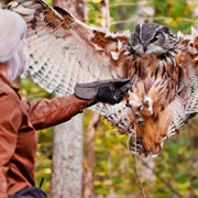 Carolina Raptor Center