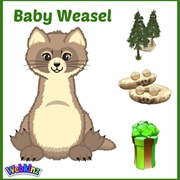 Baby Weasel
