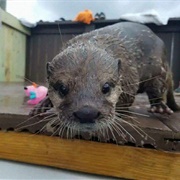 Play With Otters