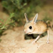 Jerboa