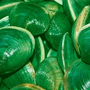 Green Clam