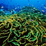 Phoenix Islands Protected Area, Kiribati