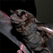 Black Mastiff Bat