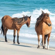 Sable Island National Park (NS)
