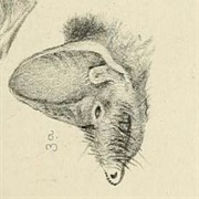 Peters's Flat-Headed Bat