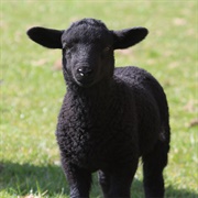 Black Sheep