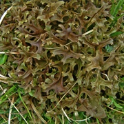 Iceland Moss (Cetraria Islandica)