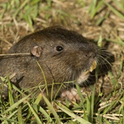 Southeastern Pocket Gopher