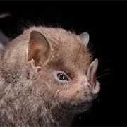 Guadeloupe Big-Eyed Bat