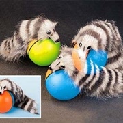 Ferret Toy
