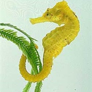 Yellow Seahorse