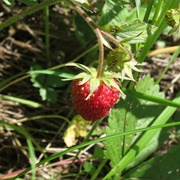 Fragaria Orientalis