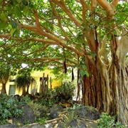 Jardin Botanico Viero Las Palmas