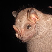 Hairy Big-Eyed Bat