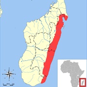 Peters's Sheath-Tailed Bat