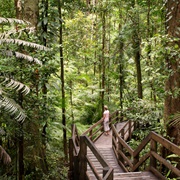 Daintree National Park, Australia