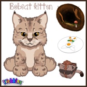 Bobcat Kitten