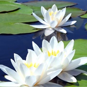 Water Lily