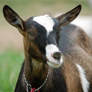 Nanny Goat