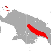 Greater Sheath-Tailed Bat