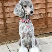 Standard Poodle