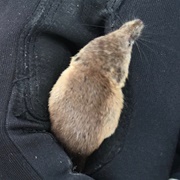 Saint Lawrence Island Shrew