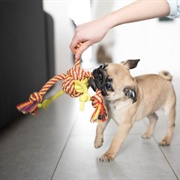 Play With Pets at an Animal Shelter